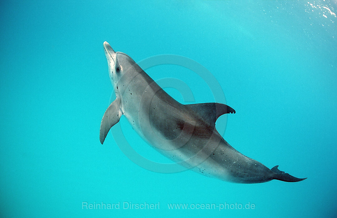 Atlantischer Fleckendelfin, Zuegeldelfin, Stenella frontalis, Atlantischer Ozean, USA, FL, Florida