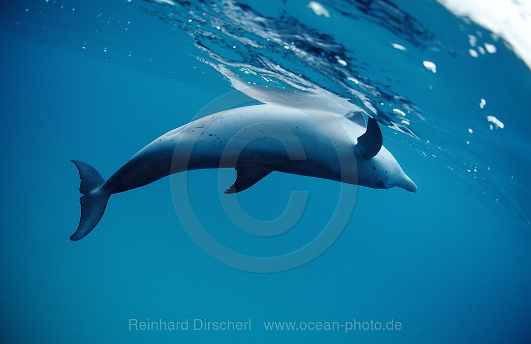 Atlantischer Fleckendelfin, Zuegeldelfin, Stenella frontalis, Atlantischer Ozean, USA, FL, Florida