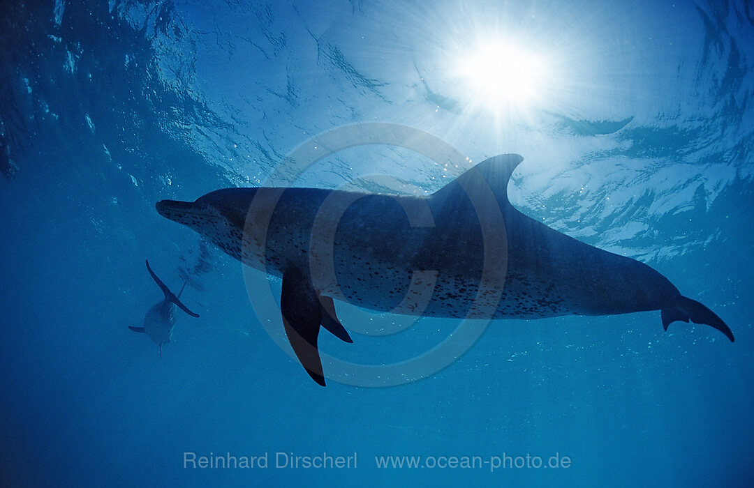 Atlantischer Fleckendelfin, Zuegeldelfin, Stenella frontalis, Atlantischer Ozean, USA, FL, Florida