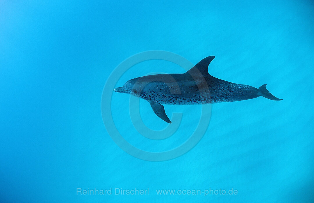 Atlantischer Fleckendelfin, Zuegeldelfin