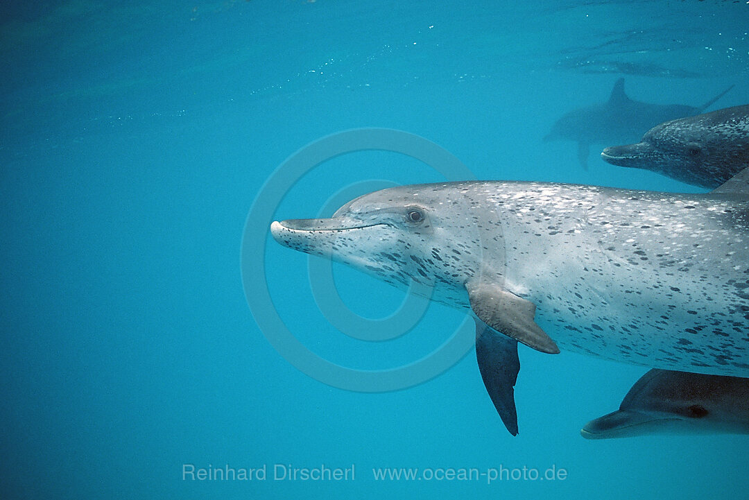 Atlantischer Fleckendelfin, Zuegeldelfin