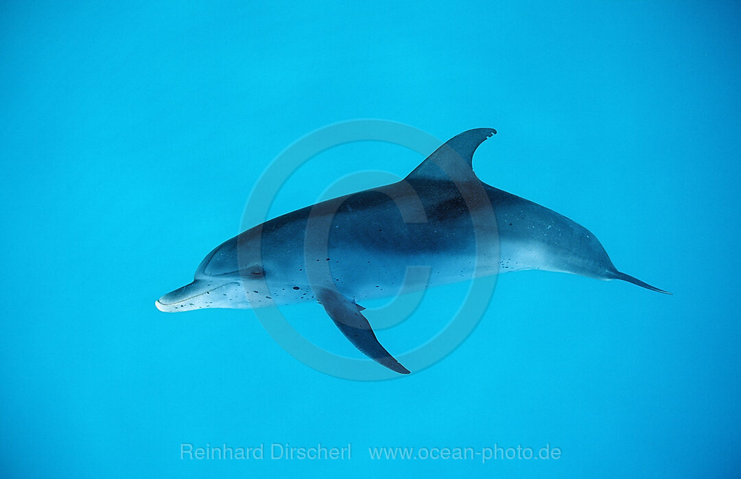 Atlantischer Fleckendelfin, Zuegeldelfin