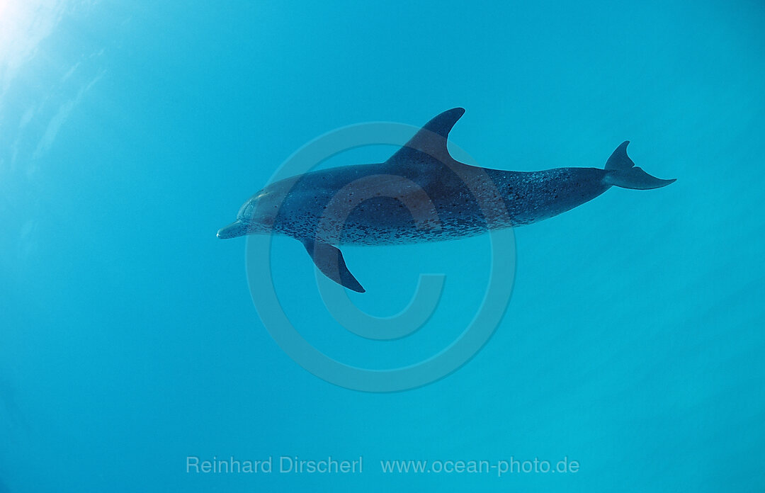 Atlantischer Fleckendelfin, Zuegeldelfin, Stenella frontalis, Atlantischer Ozean, USA, FL, Florida