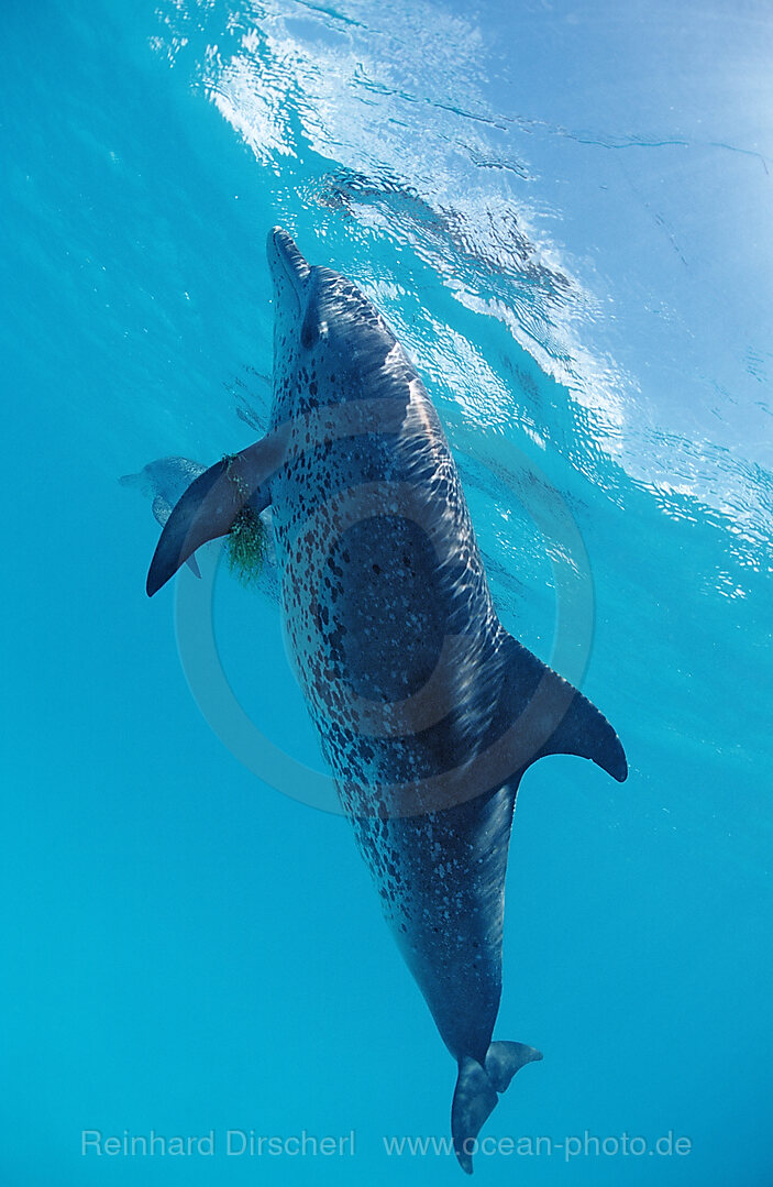 Atlantischer Fleckendelfin, Zuegeldelfin, Stenella frontalis, Atlantischer Ozean, Bahamas