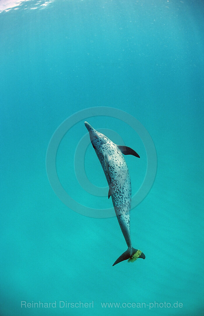 Atlantic spotted dolphin