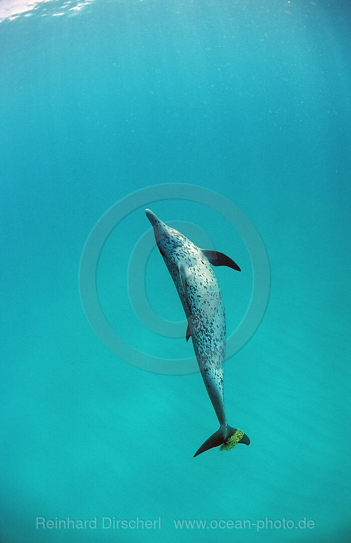 Atlantischer Fleckendelfin, Zuegeldelfin, Stenella frontalis, Atlantischer Ozean, Bahamas