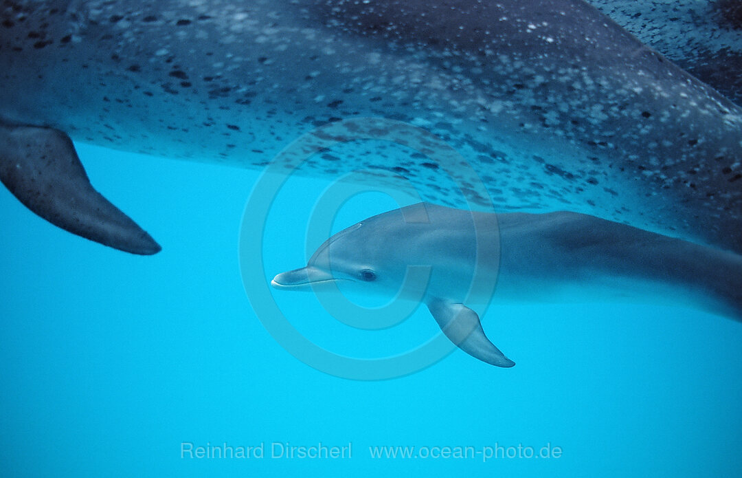 Atlantischer Fleckendelfin, Zuegeldelfin, Mutter und Kalb, Stenella frontalis, Atlantischer Ozean, Bahamas