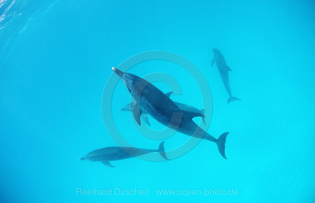 Atlantischer Fleckendelfin, Zuegeldelfin, Stenella frontalis, Atlantischer Ozean, Bahamas