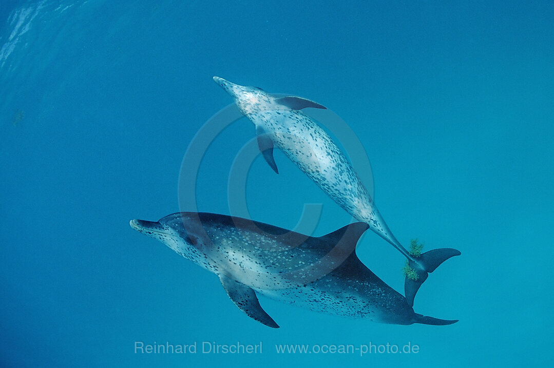 Atlantischer Fleckendelfin, Zuegeldelfin