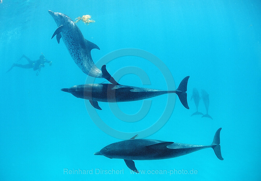Atlantischer Fleckendelfin, Zuegeldelfin