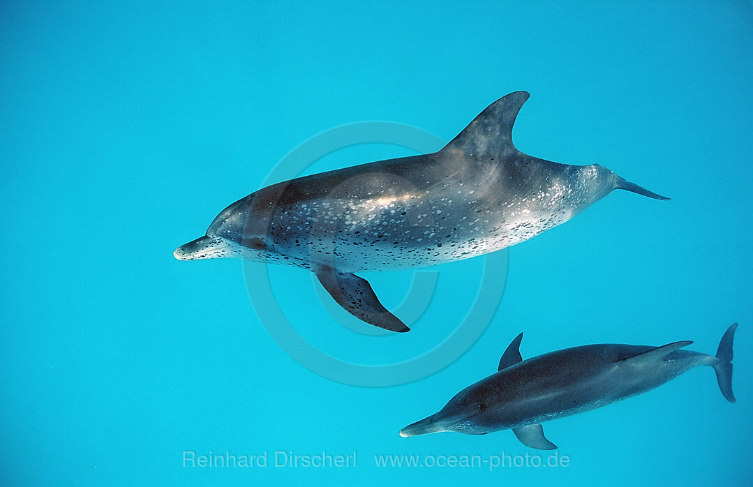 Atlantischer Fleckendelfin, Zuegeldelfin