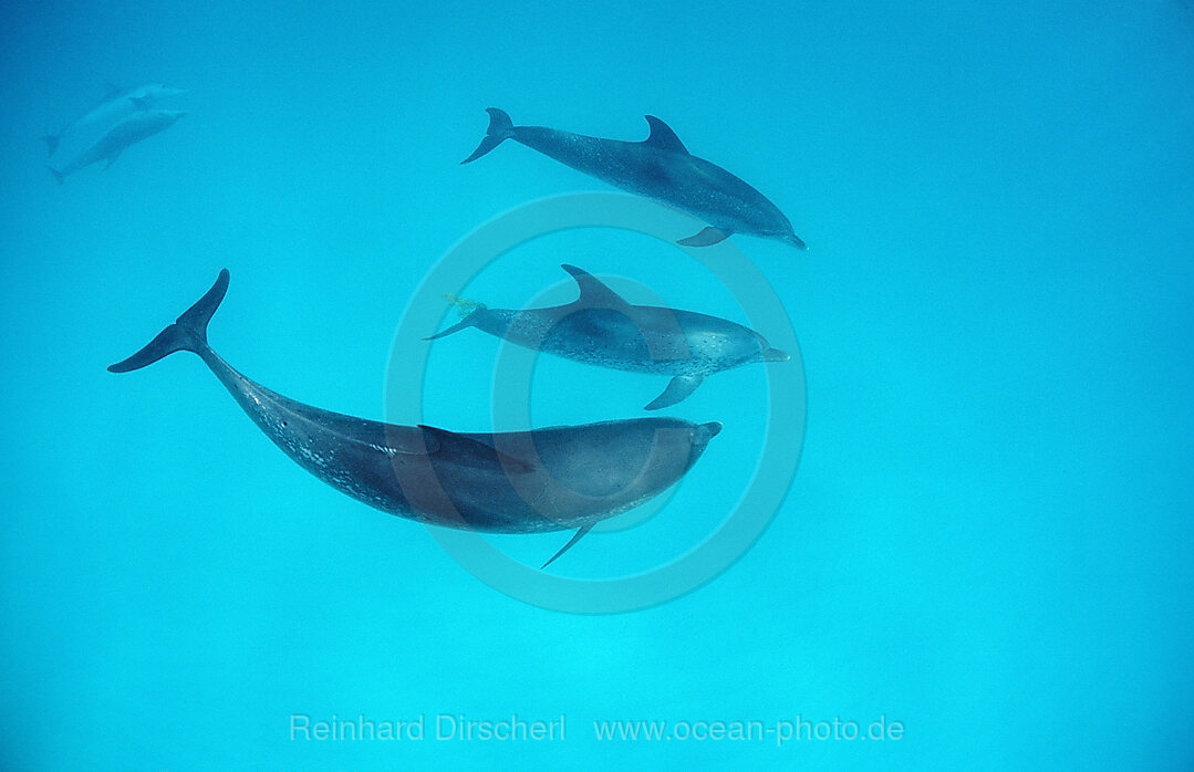 Atlantischer Fleckendelfin, Zuegeldelfin, Stenella frontalis, Atlantischer Ozean, Bahamas