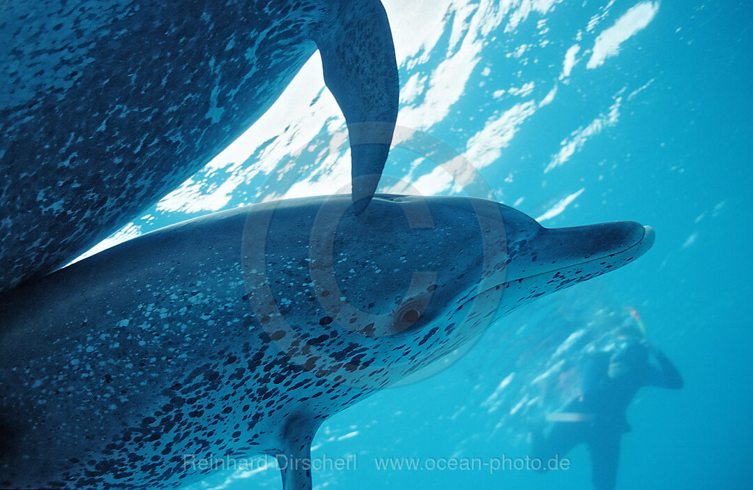Atlantic spotted dolphin