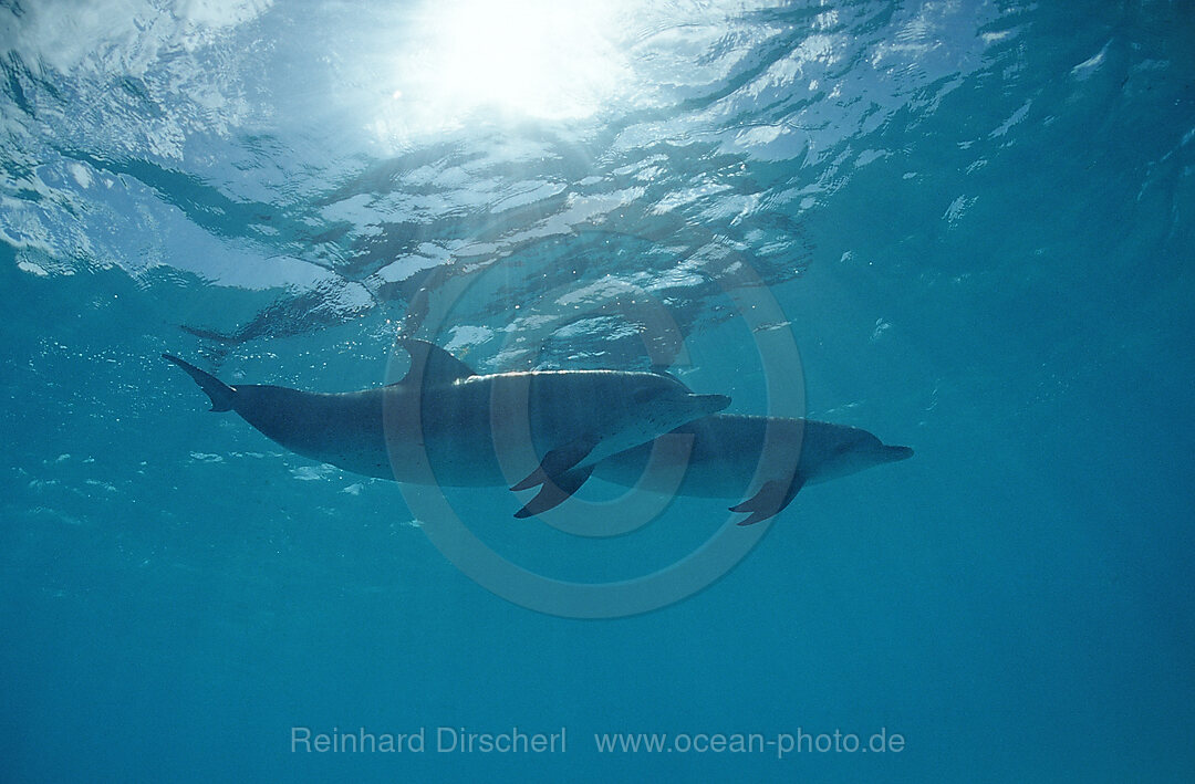 Atlantischer Fleckendelfin, Zuegeldelfin, Stenella frontalis, Atlantischer Ozean, Bahamas