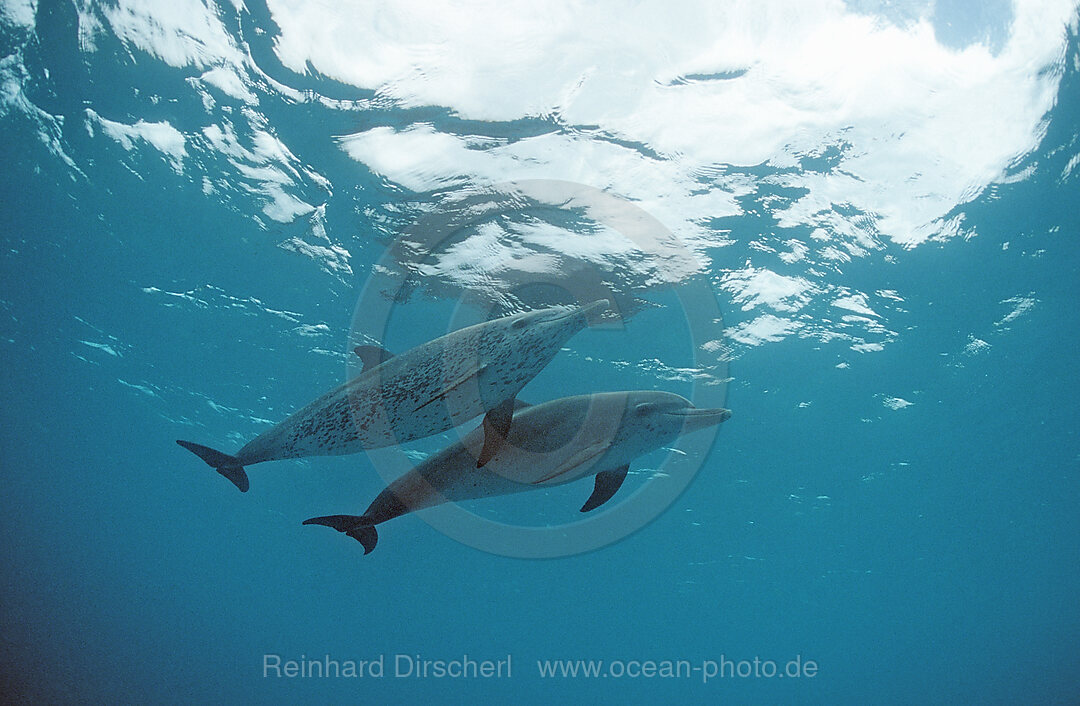 Atlantischer Fleckendelfin, Zuegeldelfin