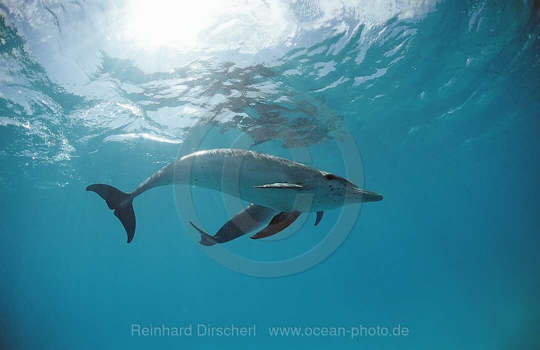 Atlantischer Fleckendelfin, Zuegeldelfin, Stenella frontalis, Atlantischer Ozean, Bahamas