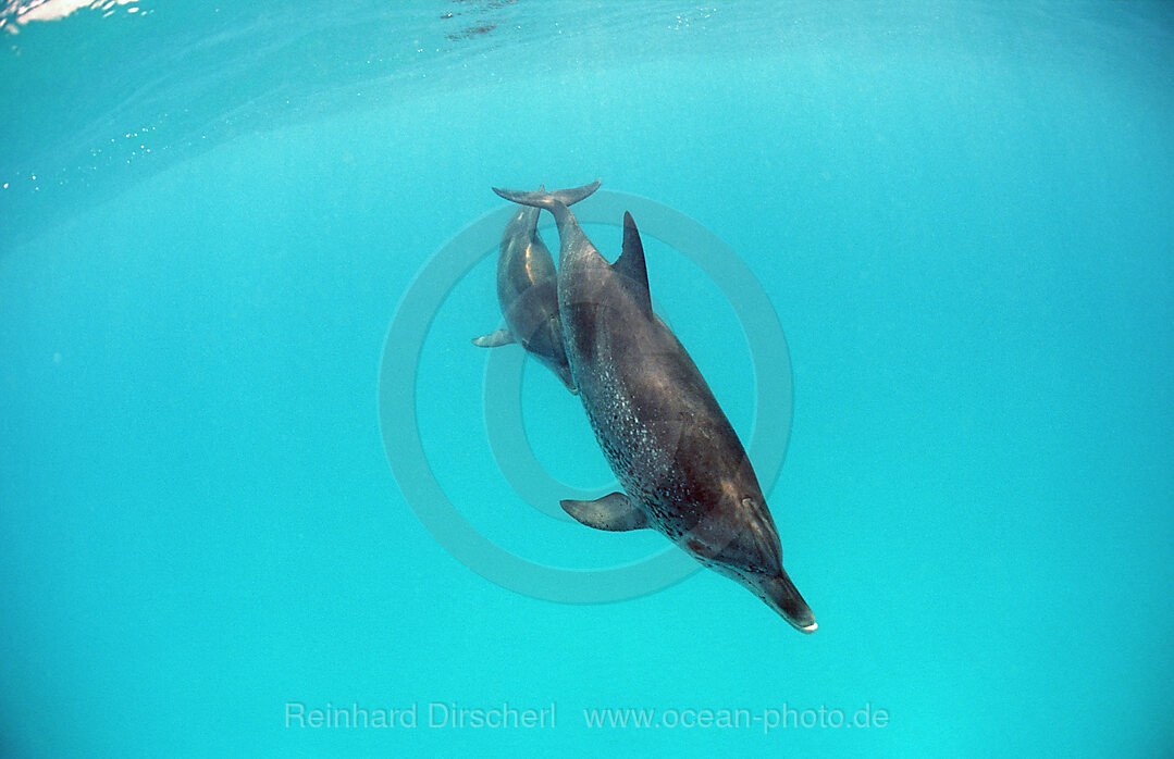 Atlantischer Fleckendelfin, Zuegeldelfin, Stenella frontalis, Atlantischer Ozean, Bahamas