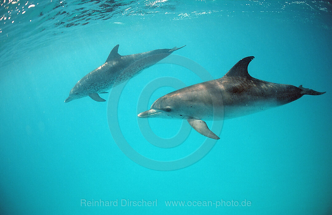 Atlantischer Fleckendelfin, Zuegeldelfin, Stenella frontalis, Atlantischer Ozean, Bahamas