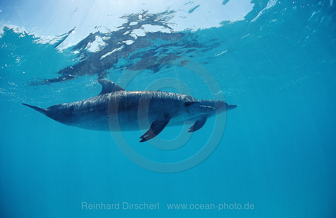 Atlantischer Fleckendelfin, Zuegeldelfin