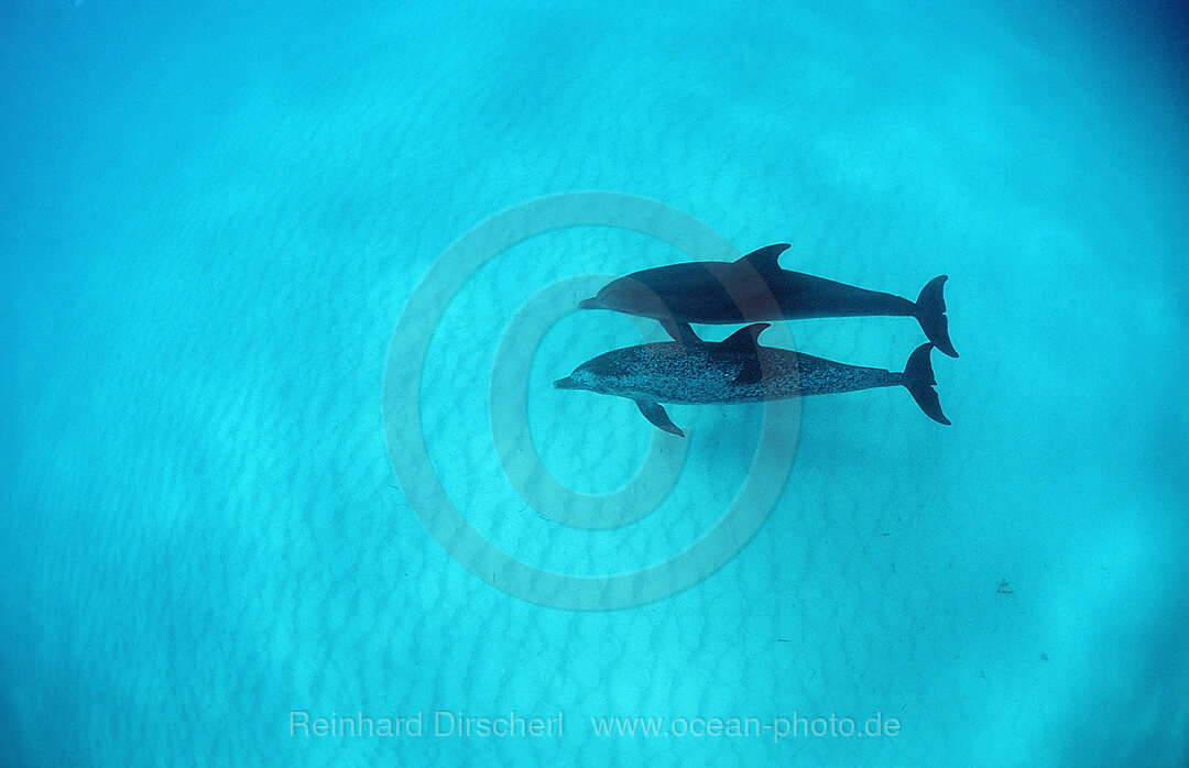 Atlantic spotted dolphin