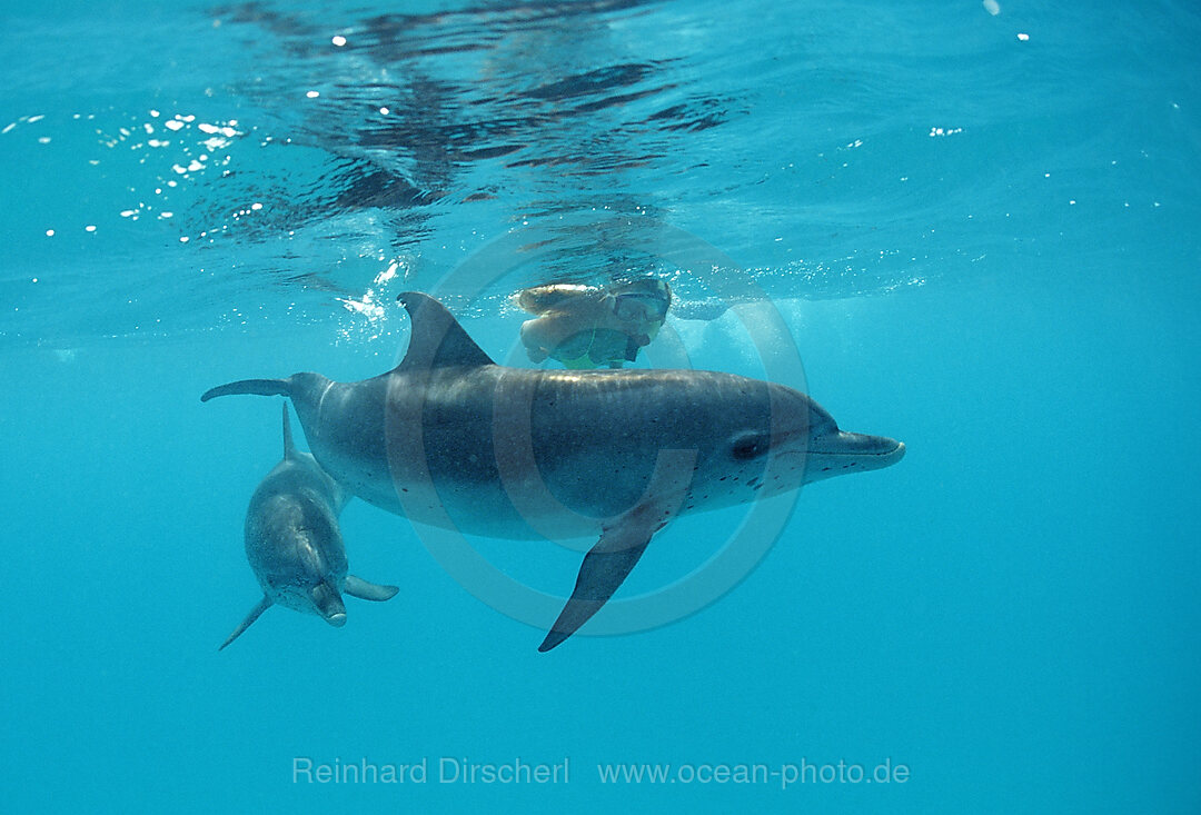 Atlantischer Fleckendelfin, Zuegeldelfin, Stenella frontalis, Atlantischer Ozean, Bahamas