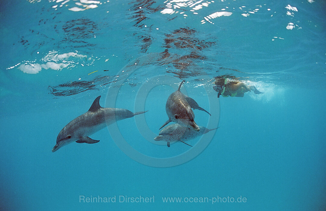 Atlantischer Fleckendelfin, Zuegeldelfin, Stenella frontalis, Atlantischer Ozean, Bahamas