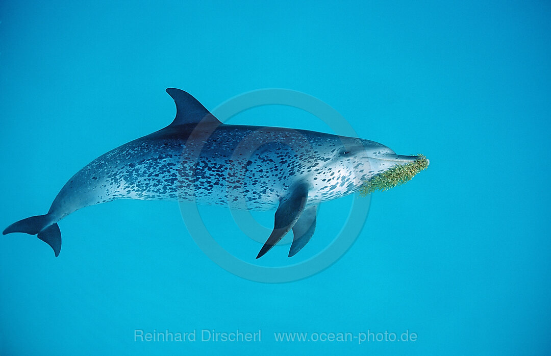 Atlantic spotted dolphin