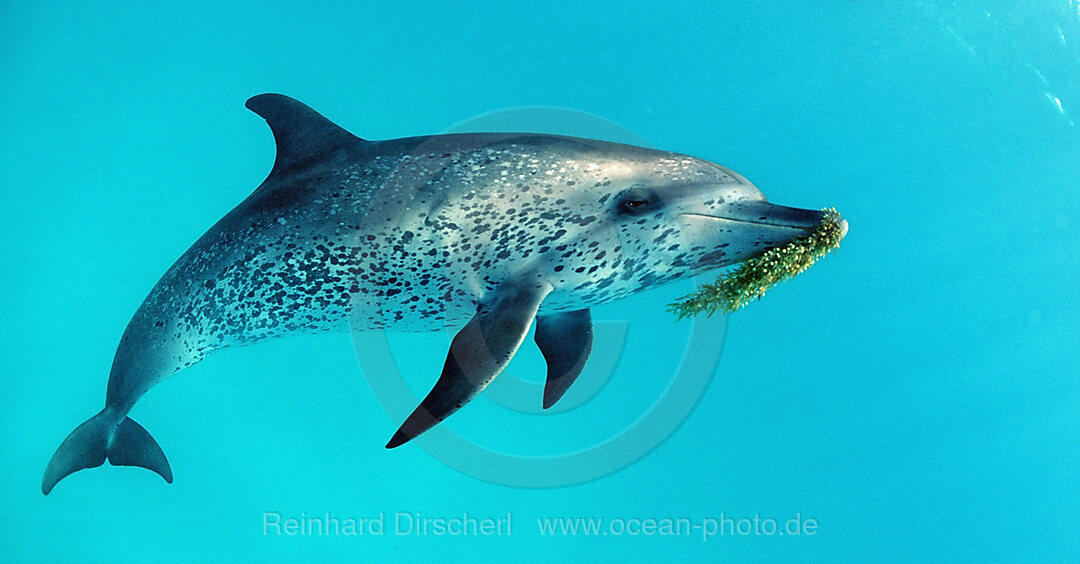 Atlantic spotted dolphin