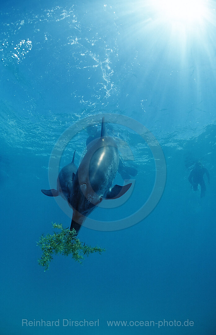 Atlantischer Fleckendelfin, Zuegeldelfin