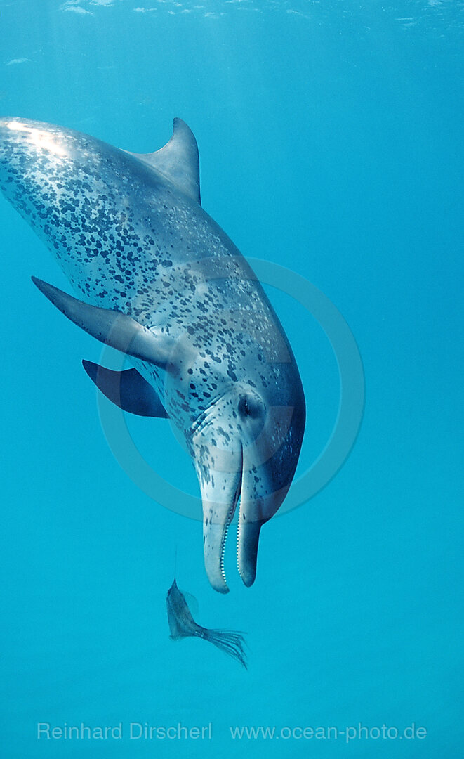 Atlantischer Fleckendelfin, Zuegeldelfin