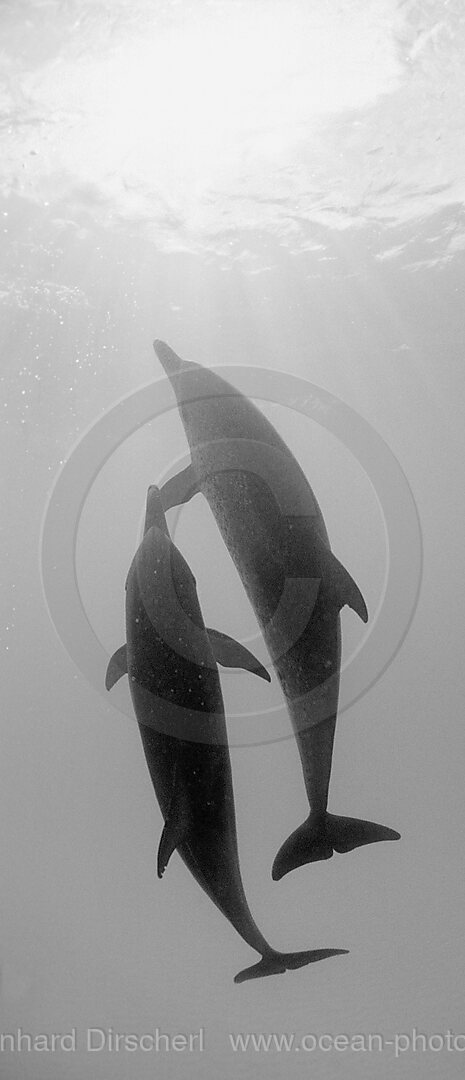 Atlantic spotted dolphin