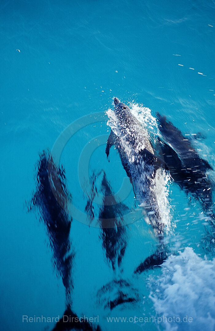 Atlantischer Fleckendelfin, Zuegeldelfin, Stenella frontalis, Atlantischer Ozean, Bahamas