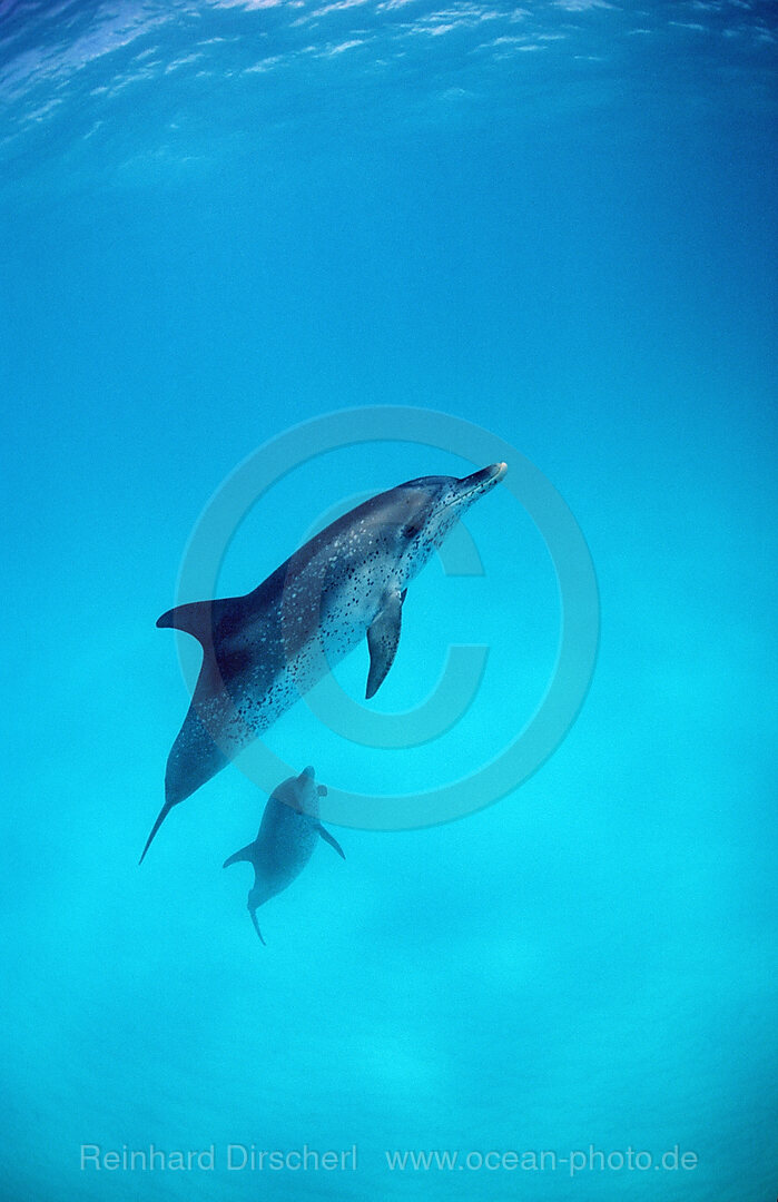 Atlantischer Fleckendelfin, Zuegeldelfin, Stenella frontalis, Atlantischer Ozean, Bahamas