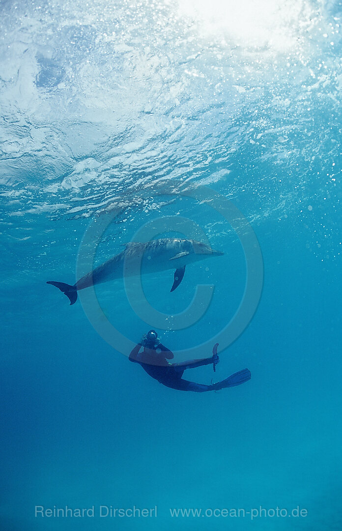Atlantischer Fleckendelfin, Zuegeldelfin