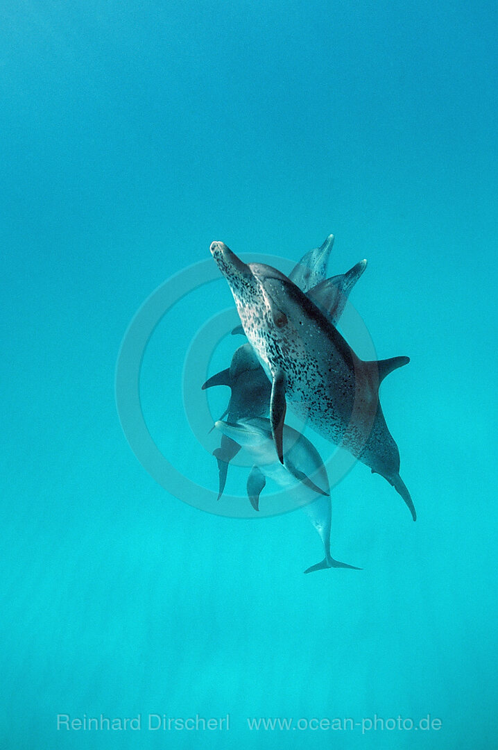 Atlantischer Fleckendelfin, Zuegeldelfin, Stenella frontalis, Atlantischer Ozean, Bahamas