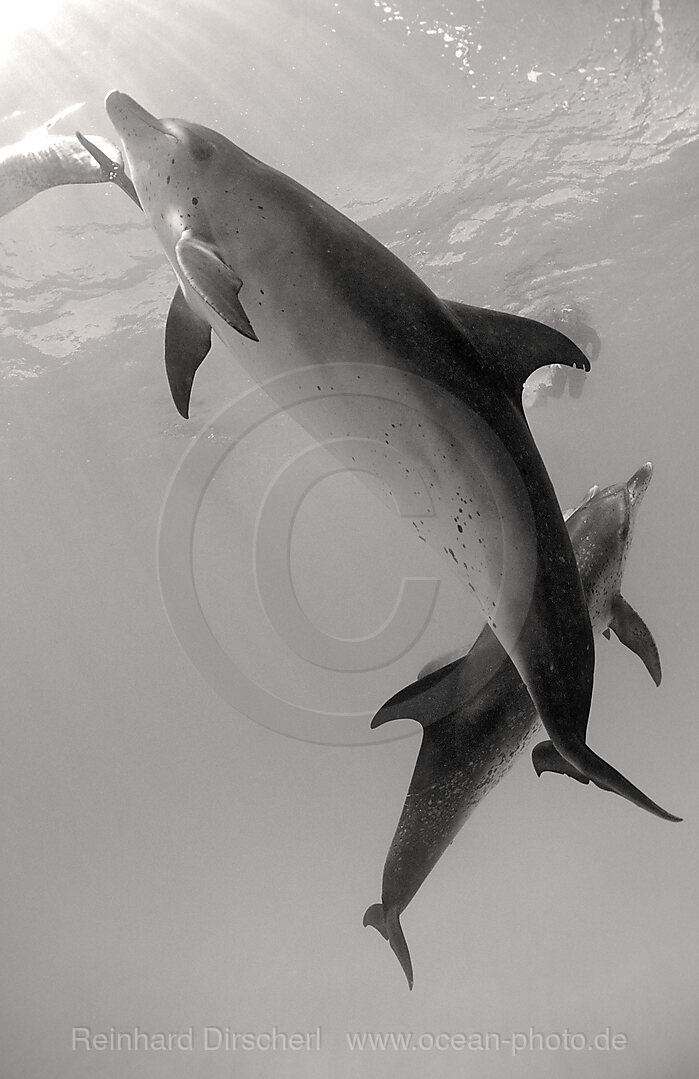 Atlantischer Fleckendelfin, Zuegeldelfin