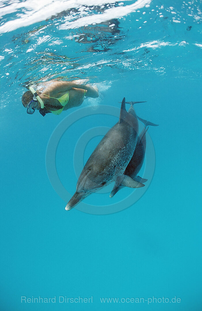 Atlantischer Fleckendelfin, Zuegeldelfin, Stenella frontalis, Atlantischer Ozean, Bahamas