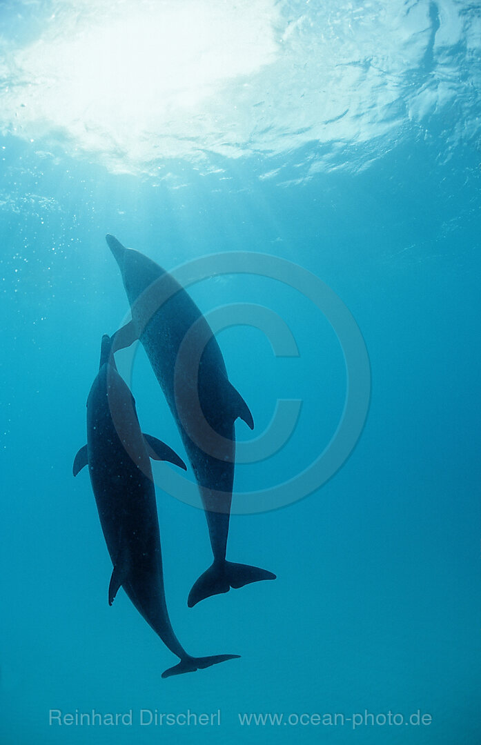 Atlantischer Fleckendelfin, Zuegeldelfin, Stenella frontalis, Atlantischer Ozean, Bahamas