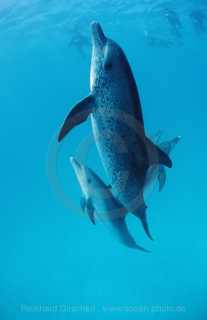 Atlantischer Fleckendelfin, Zuegeldelfin