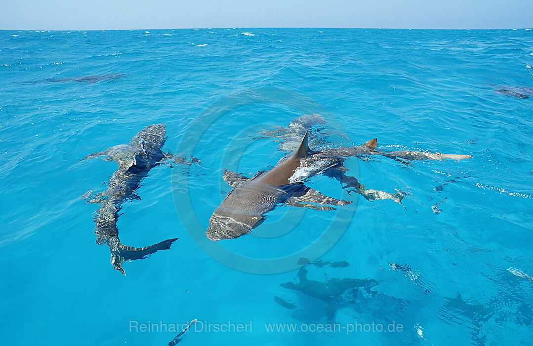 Zitronenhaie an der Wasseroberflche, Negaprion brevirostris, Atlantischer Ozean, Bahamas