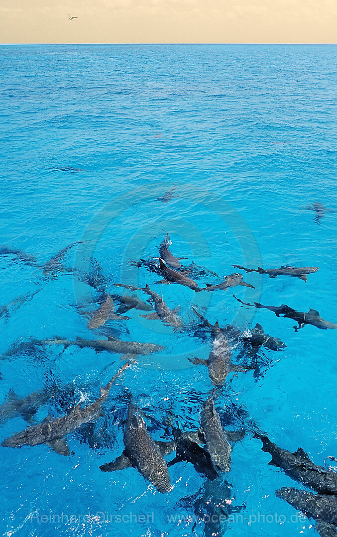 Lemon Sharks on the surface