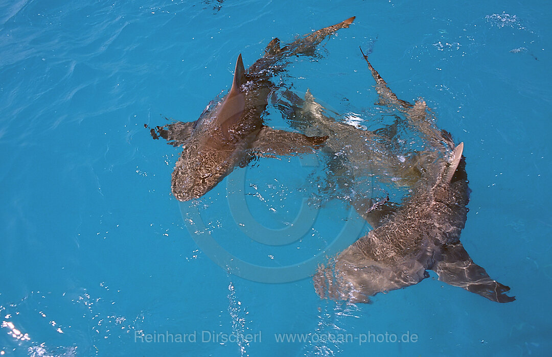 Zitronenhaie an der Wasseroberflche, Negaprion brevirostris, Atlantischer Ozean, Bahamas