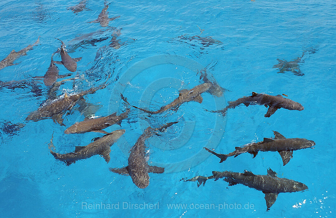 Zitronenhaie an der Wasseroberflche, Negaprion brevirostris, Atlantischer Ozean, Bahamas