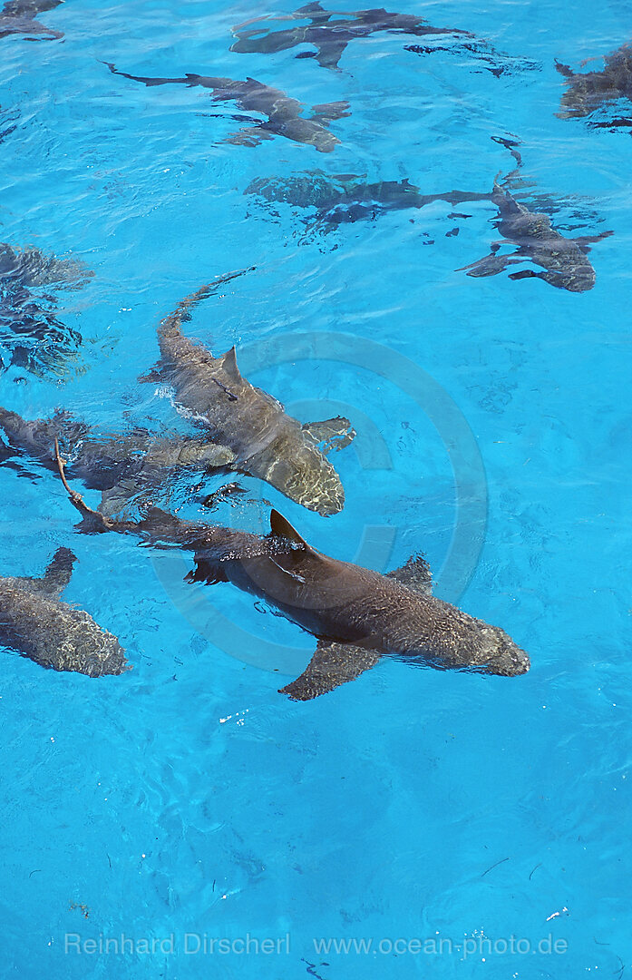 Zitronenhaie an der Wasseroberfläche