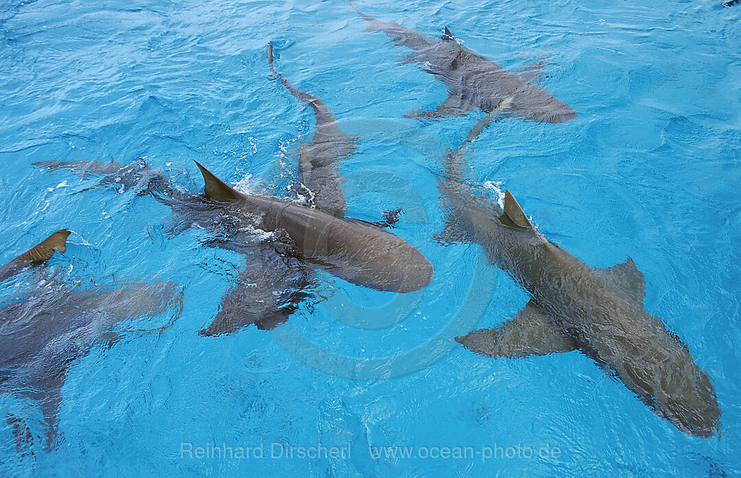 Zitronenhaie an der Wasseroberflche, Negaprion brevirostris, Atlantischer Ozean, Bahamas