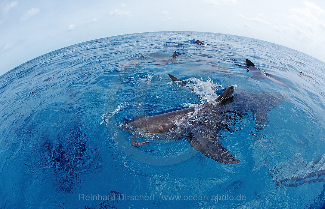 Lemon Sharks on the surface