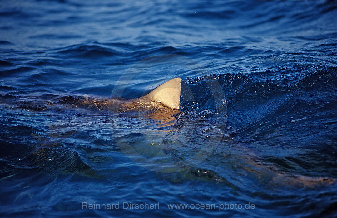 Lemon Shark on the surface, shark fin, Negaprion brevirostris, Atlantic Ocean, Bahamas