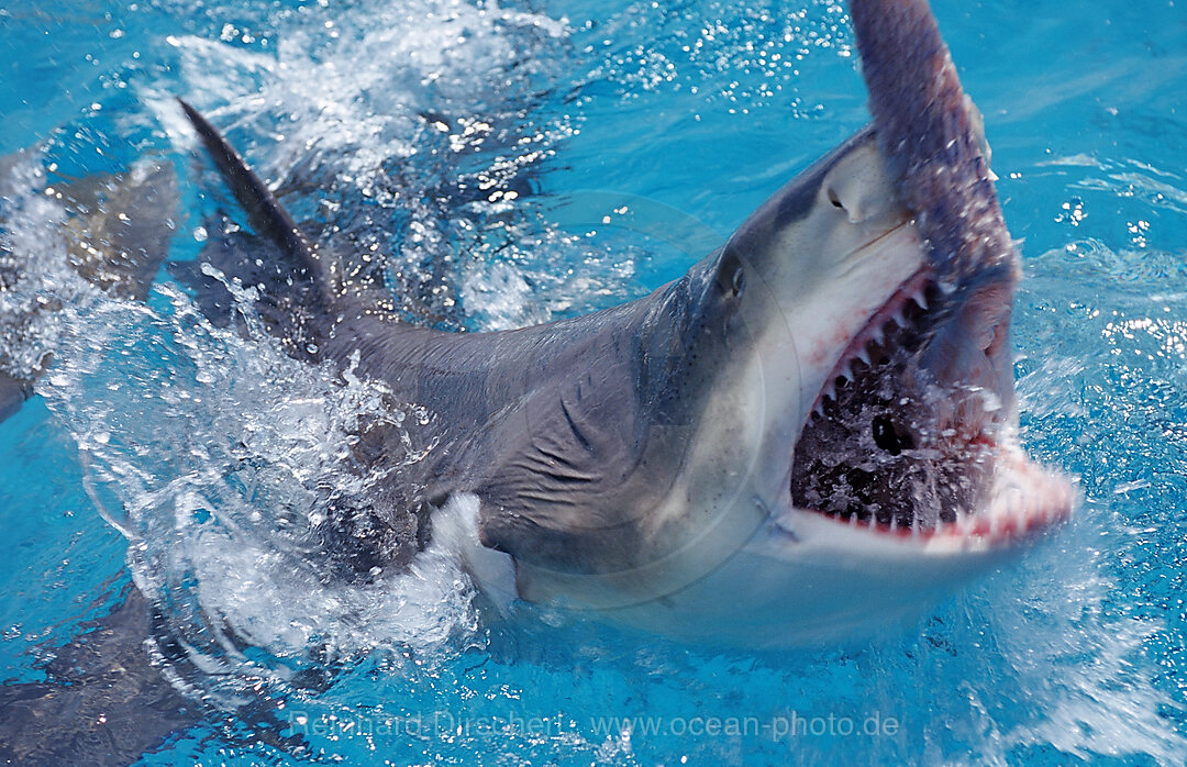 Biting Lemon Shark on the surface, Negaprion brevirostris, Atlantic Ocean, Bahamas