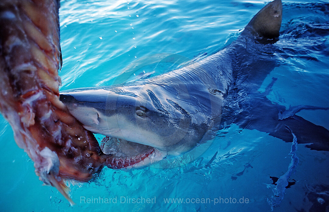 Biting Lemon Shark on the surface, Negaprion brevirostris, Atlantic Ocean, Bahamas