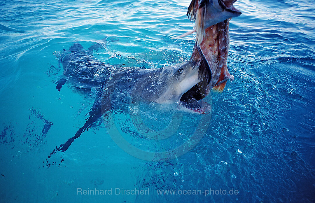 Biting Lemon Shark on the surface, Negaprion brevirostris, Atlantic Ocean, Bahamas